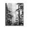 Stupell Industries Forest Light Shining Through Tall Trees Landscape Photography Canvas Wall Art